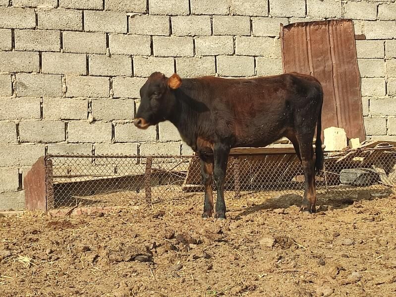 sygyr - Esenguly - img 4