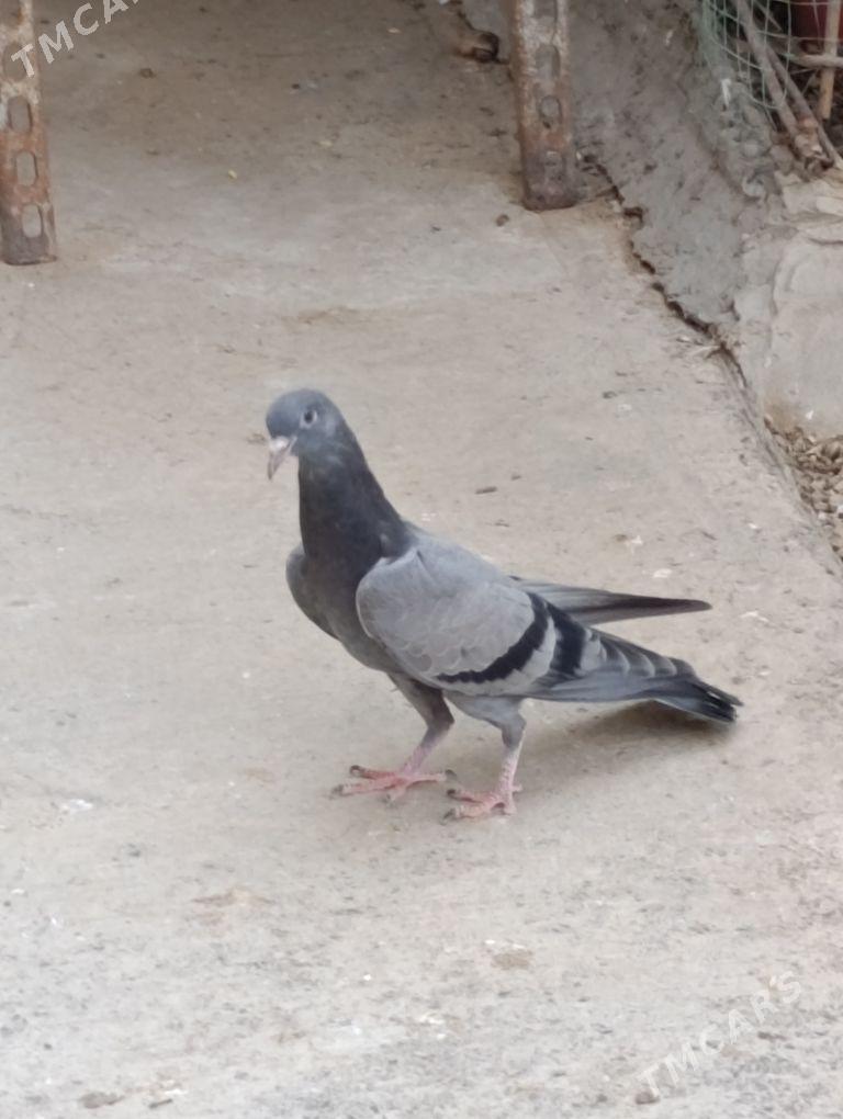 kepdery - 11 мкр - img 10