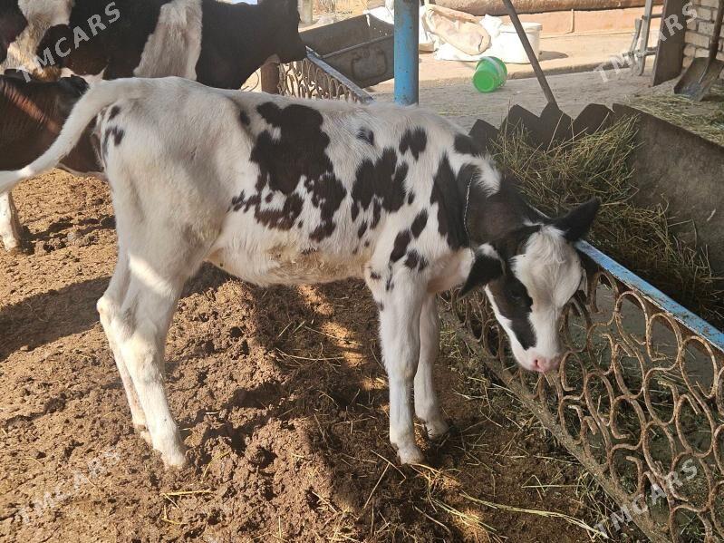 goleler gibrit - Türkmenabat - img 4