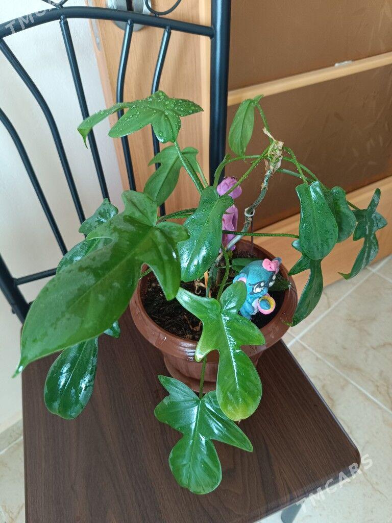 продам - Гуртли - img 9