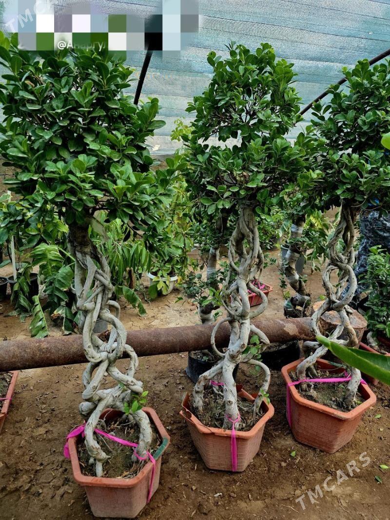 продам - Гуртли - img 2