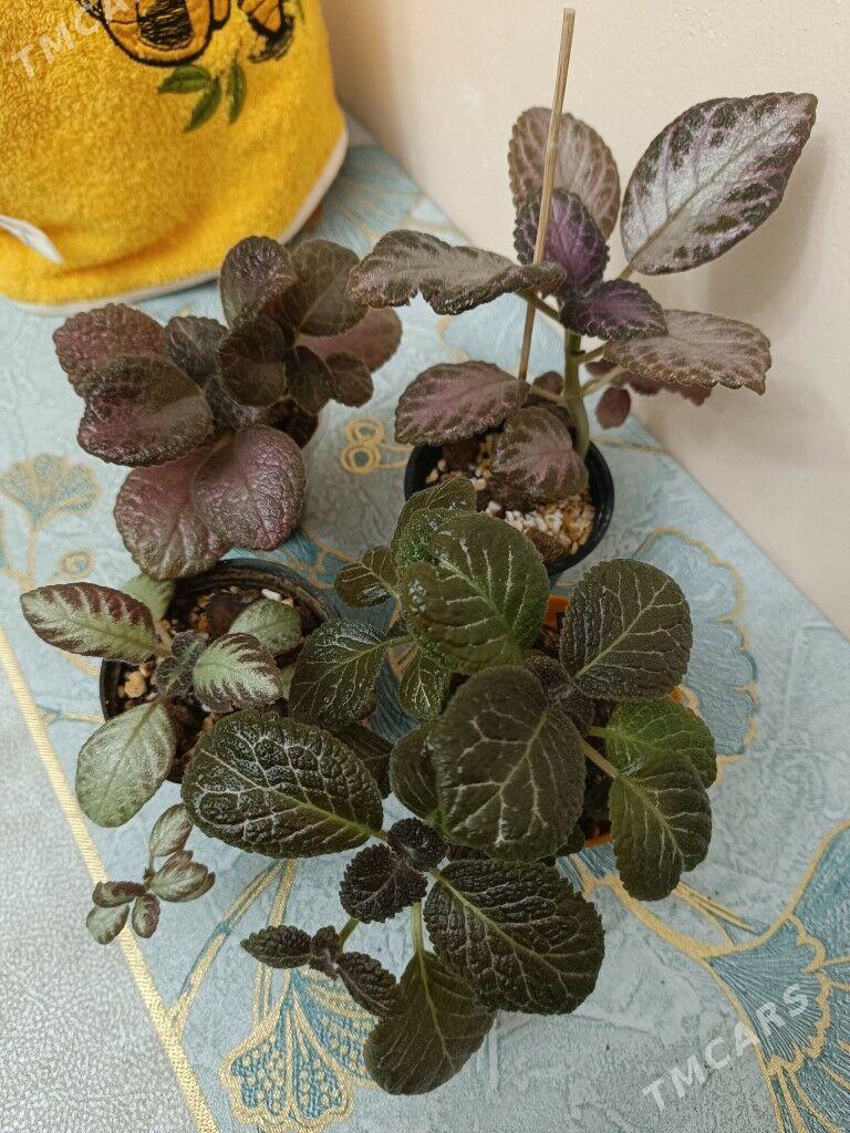 продам - Гуртли - img 3