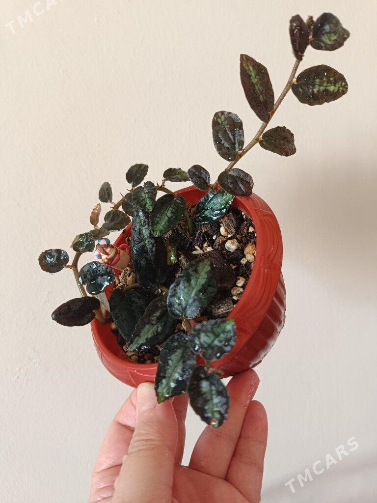 продам - Гуртли - img 8