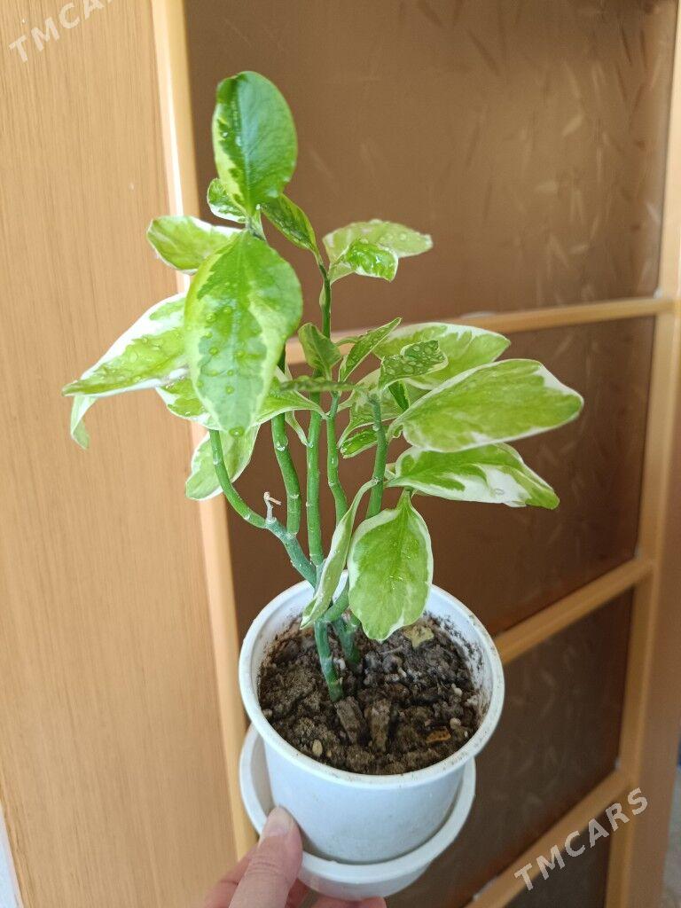 продам - Гуртли - img 4