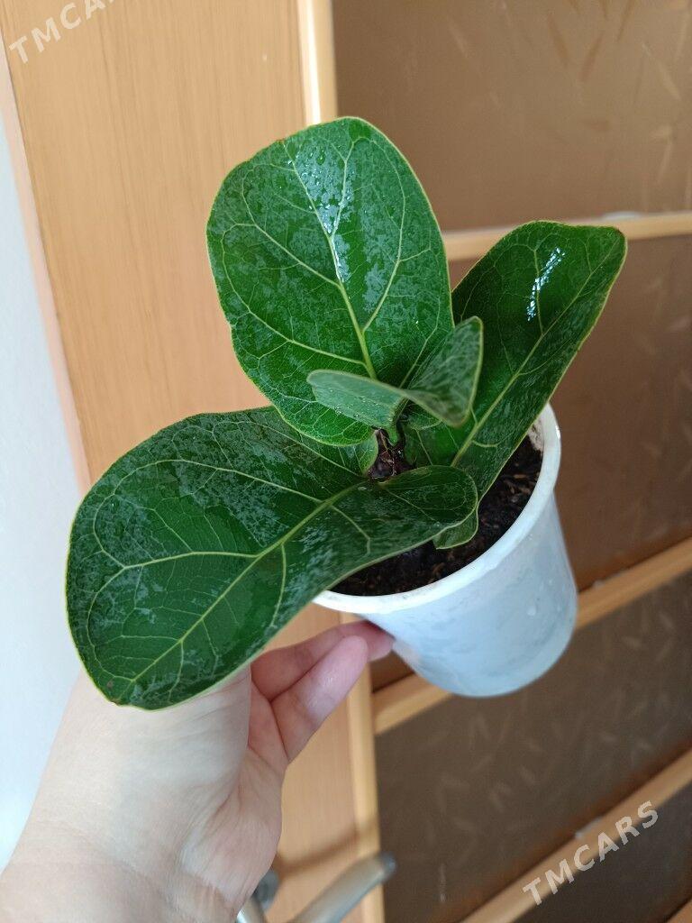 продам - Гуртли - img 5