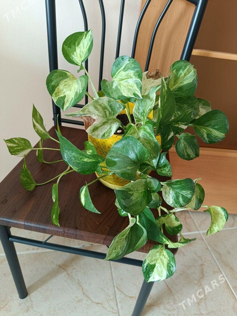 продам - Гуртли - img 6