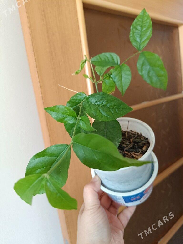 продам - Гуртли - img 7