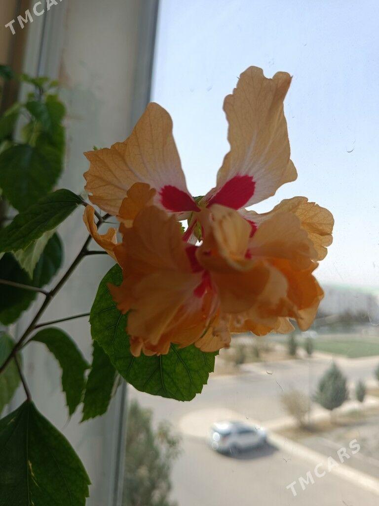 продам - Гуртли - img 1