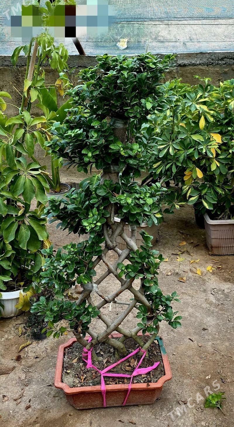 продам - Гуртли - img 10