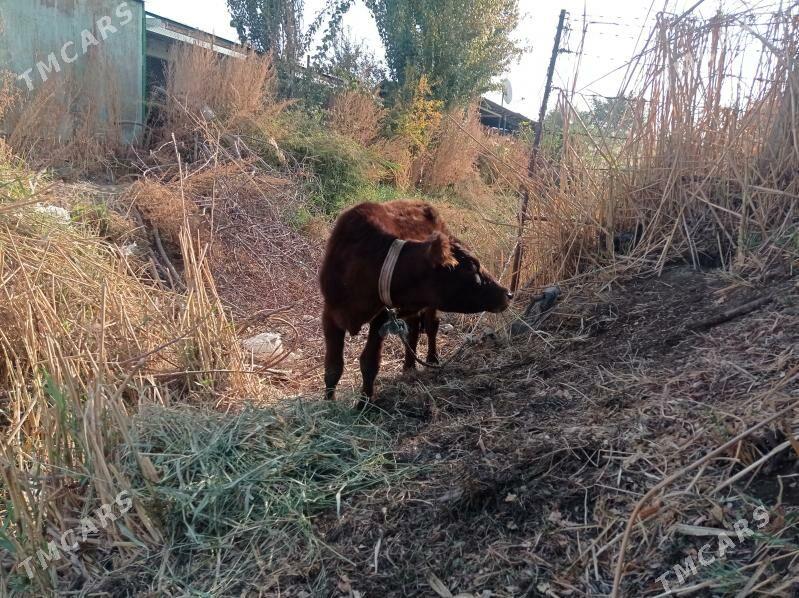 höjek - Туркменабат - img 1