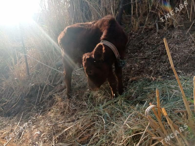 höjek - Туркменабат - img 2