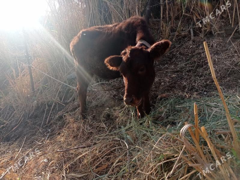 höjek - Туркменабат - img 3