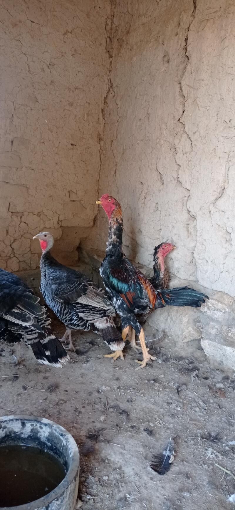 baysy - Hojambaz - img 4