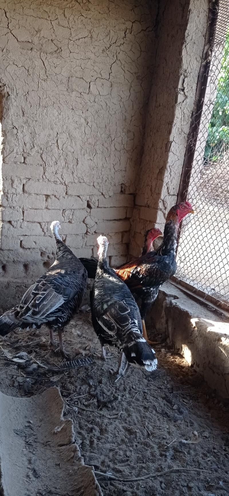 baysy - Hojambaz - img 6