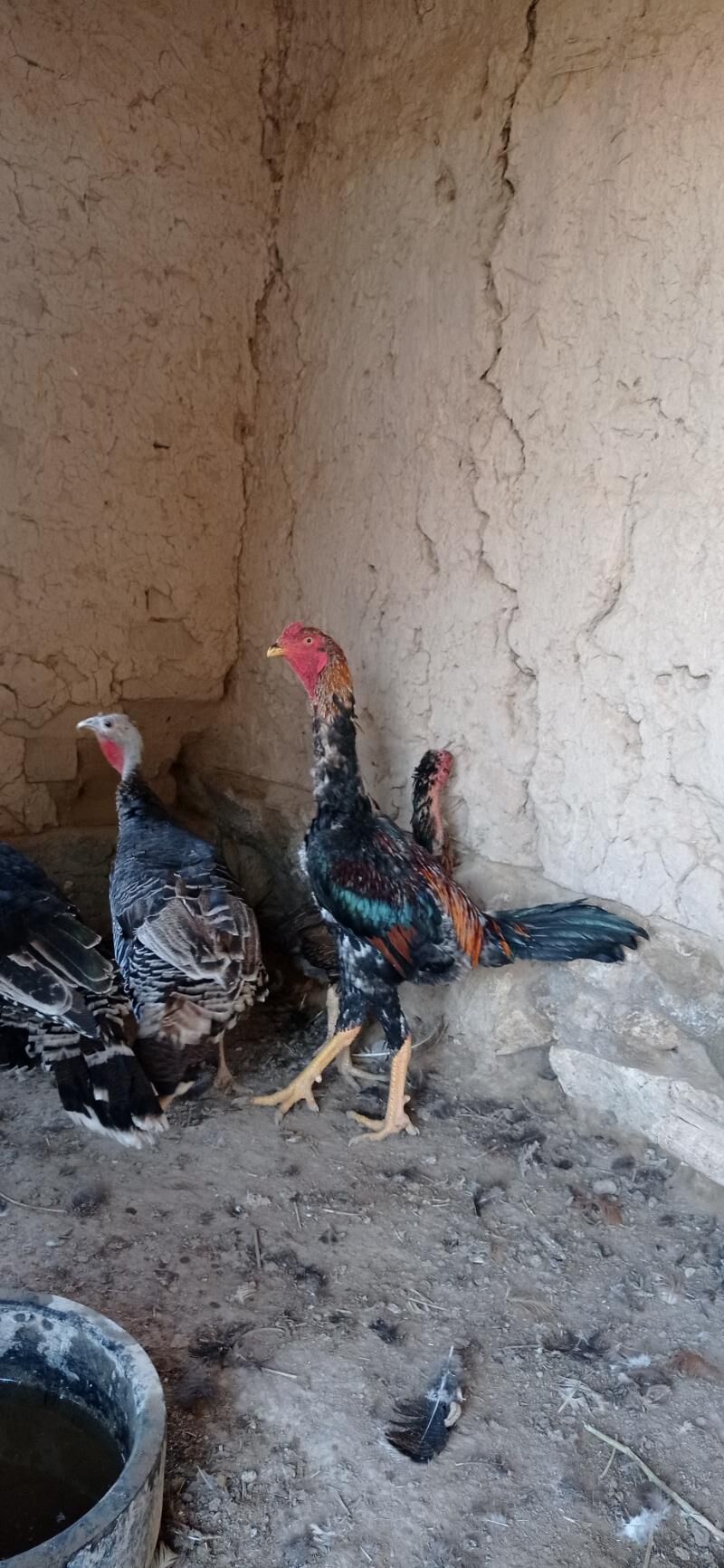 baysy - Hojambaz - img 5