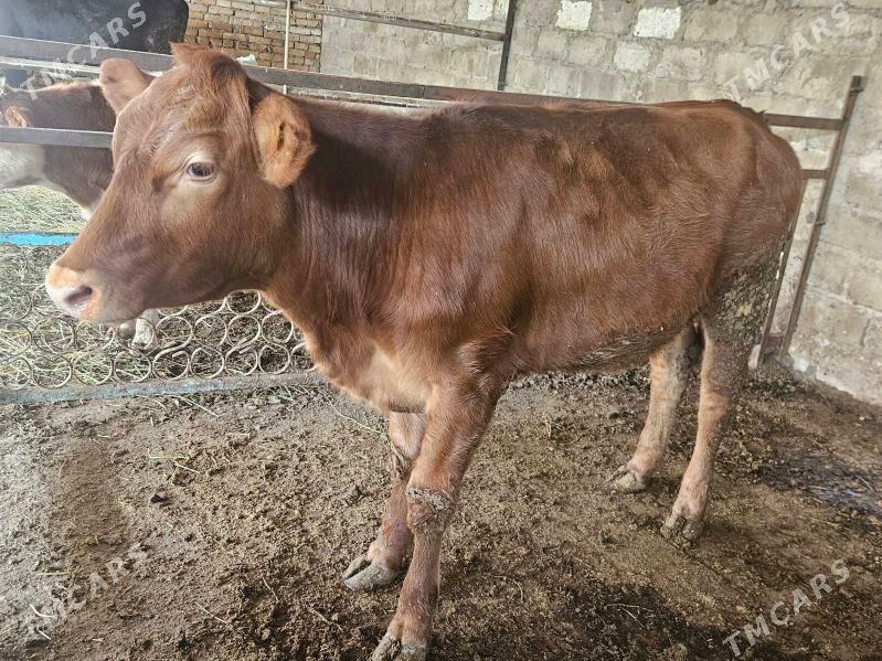 unajyn - Türkmenabat - img 2