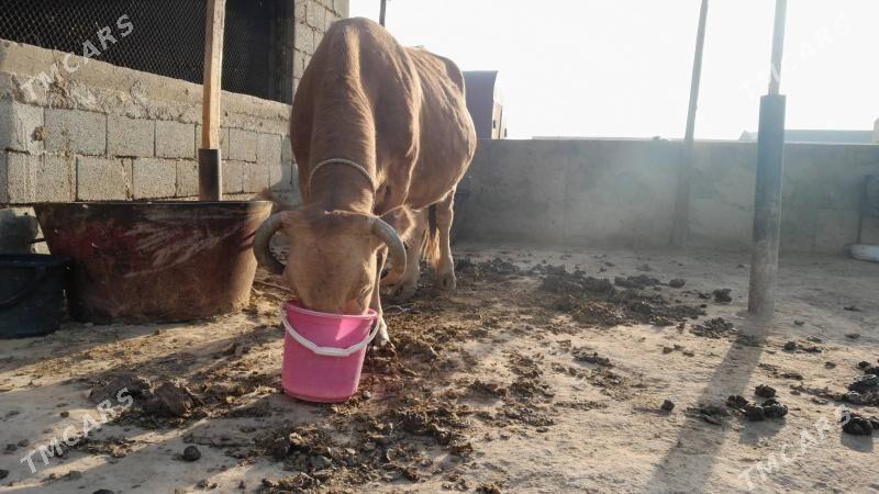 Şwes Sygyr - Гызыларбат - img 2