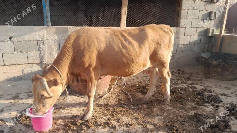 Şwes Sygyr - Гызыларбат - img 3