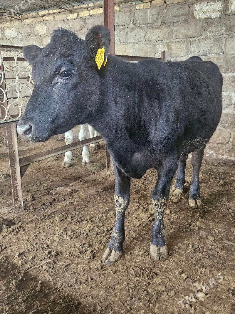 unajyn angus - Туркменабат - img 1