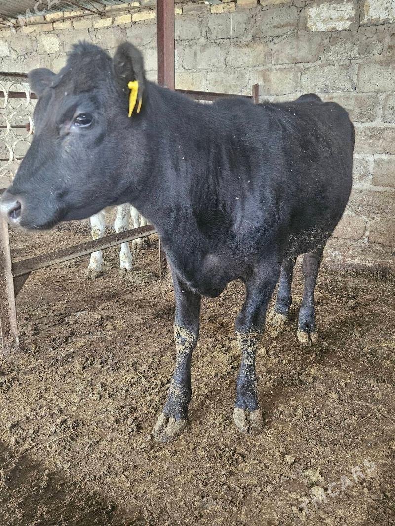 unajyn angus - Туркменабат - img 2