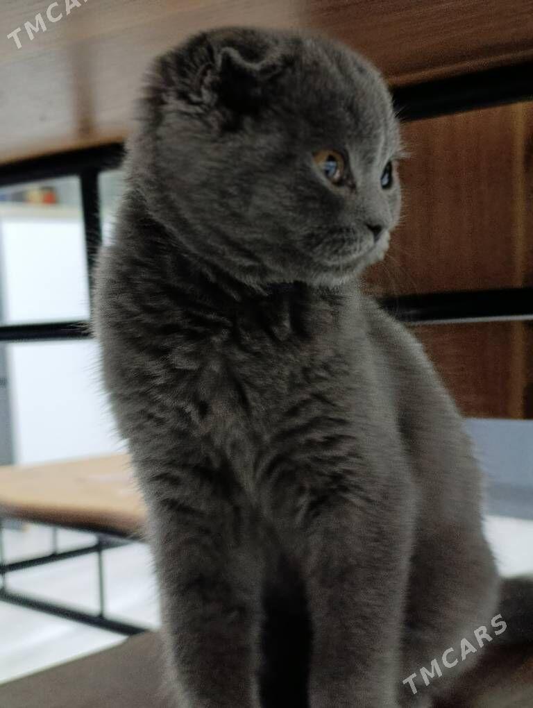 котёнок - Ашхабад - img 2