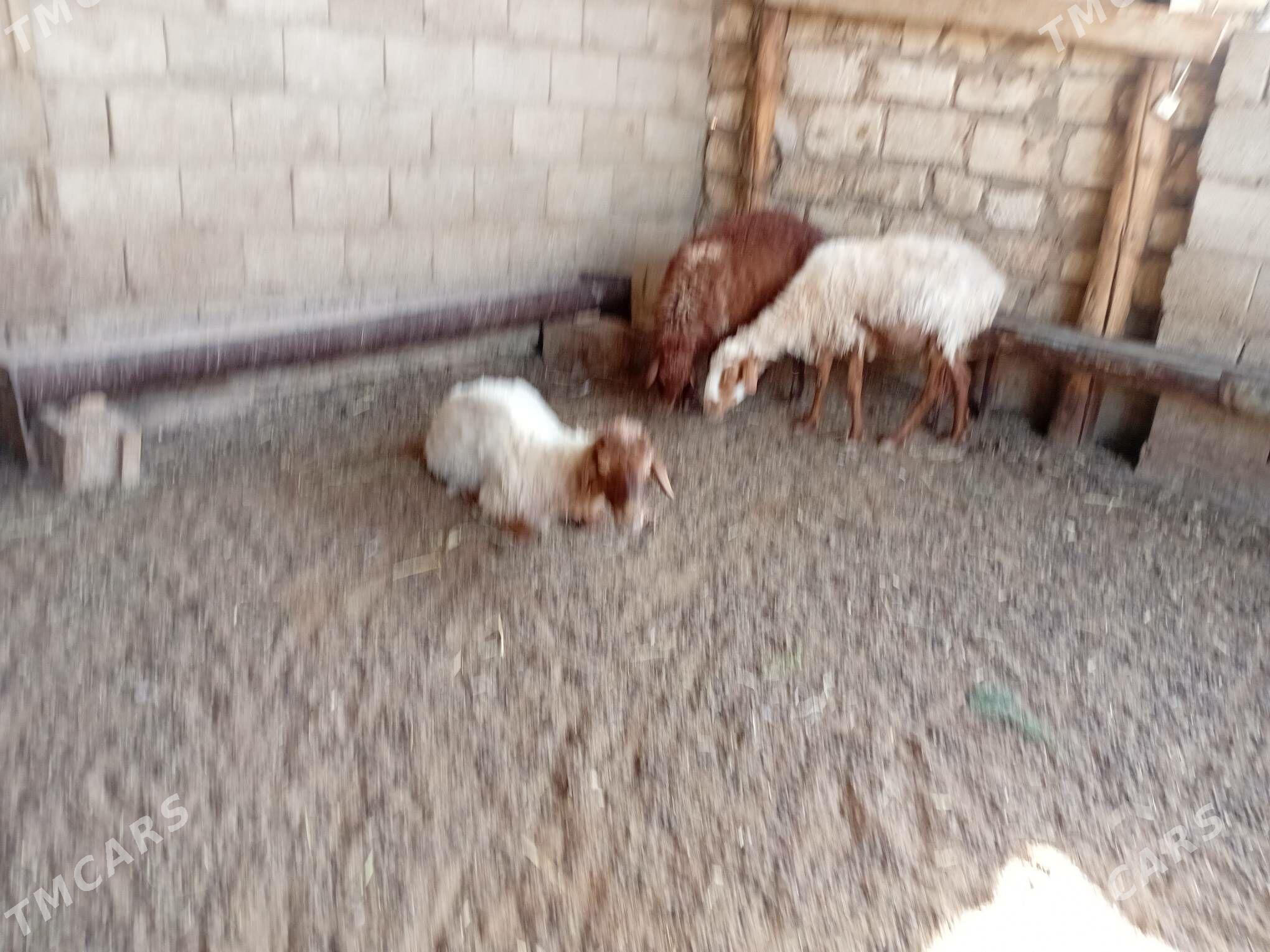 Goýunlar we geçiler - Balkanabat - img 2