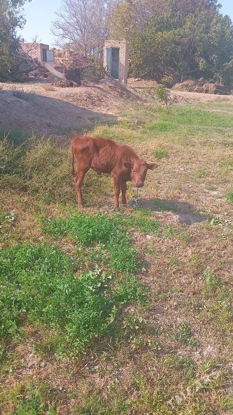 saglyk sygyr ve gunajyn - Saýat - img 3