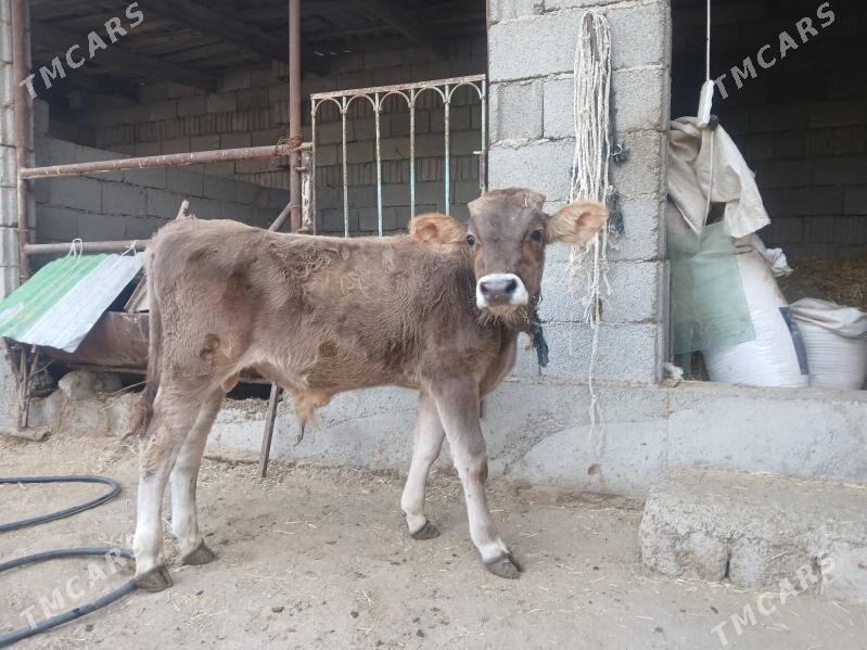 okuz swes - Büzmeýin - img 2