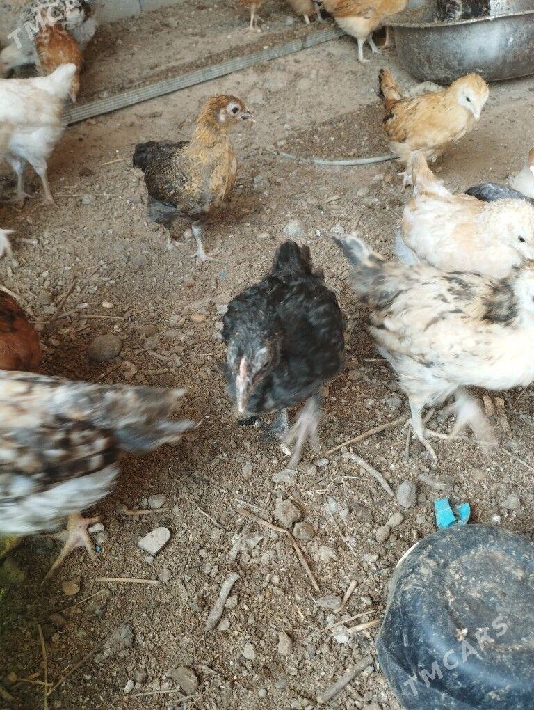 towuk jüýje - Анев - img 2