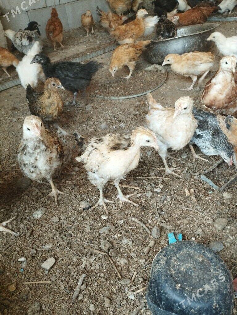 towuk jüýje - Анев - img 3