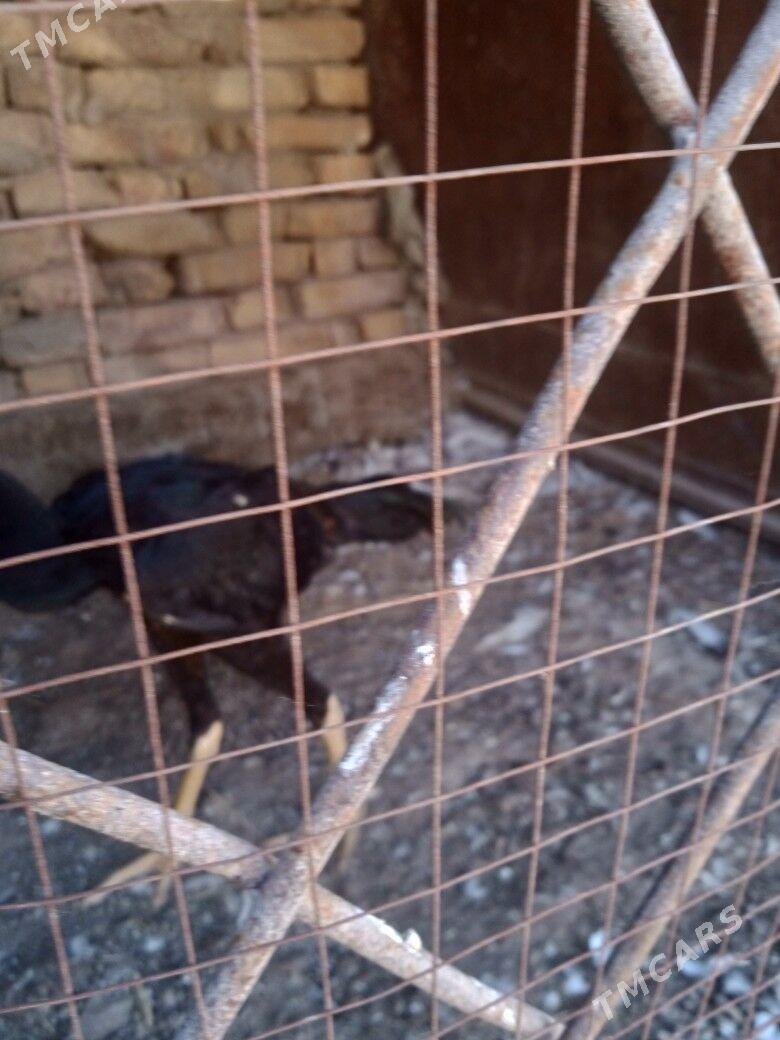 Gus - Türkmenabat - img 1