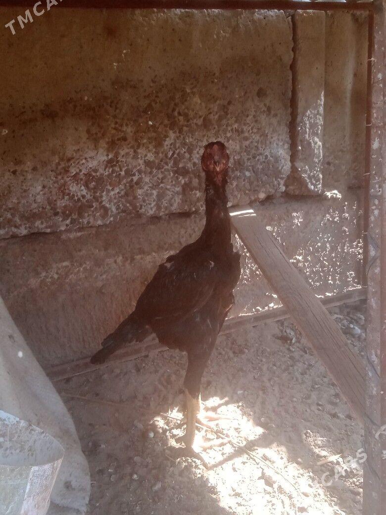 Gus - Türkmenabat - img 5