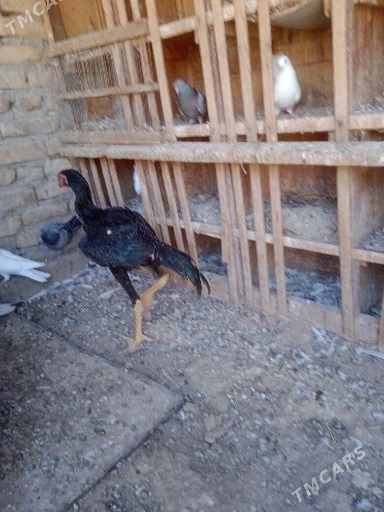 Gus - Türkmenabat - img 6