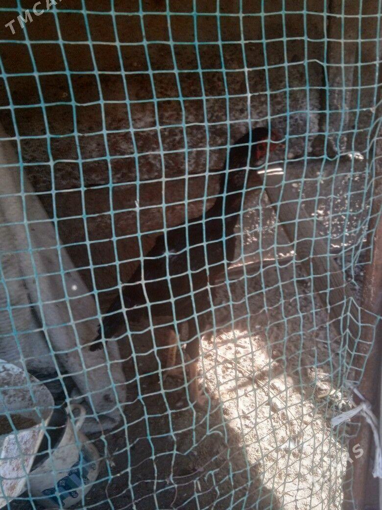 Gus - Türkmenabat - img 2