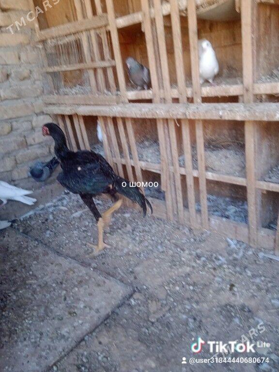 Gus - Türkmenabat - img 4