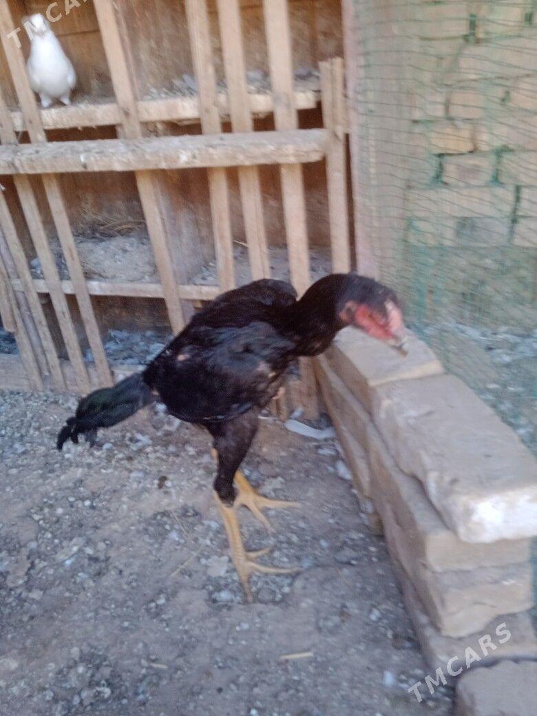 Gus - Türkmenabat - img 3