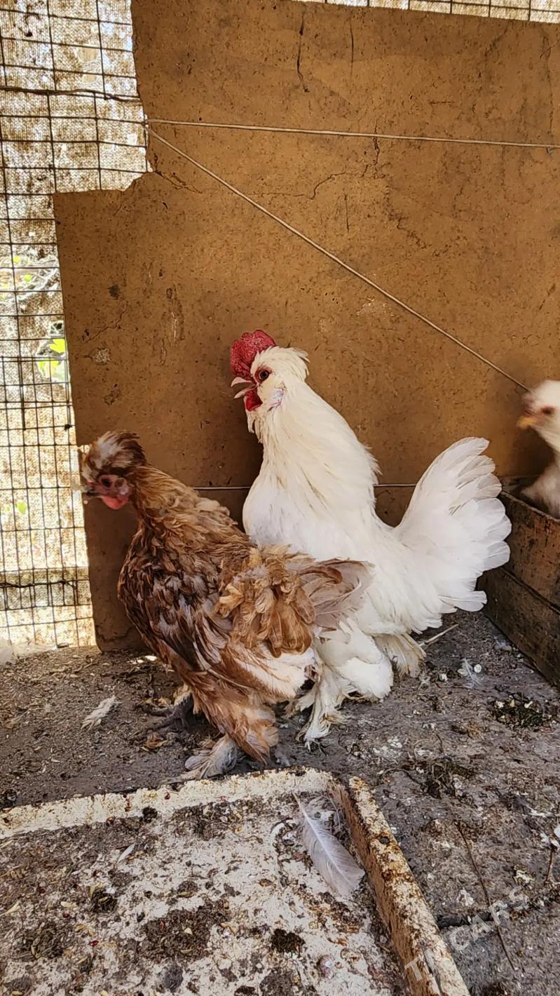 Karlikler - Саят - img 9