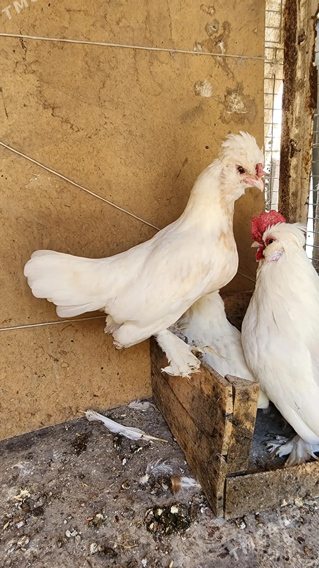 Karlikler - Саят - img 4