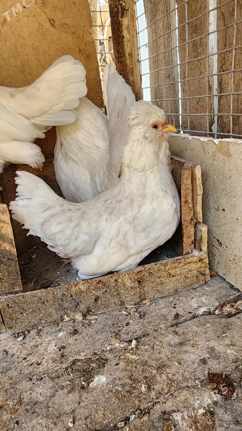 Karlikler - Саят - img 6