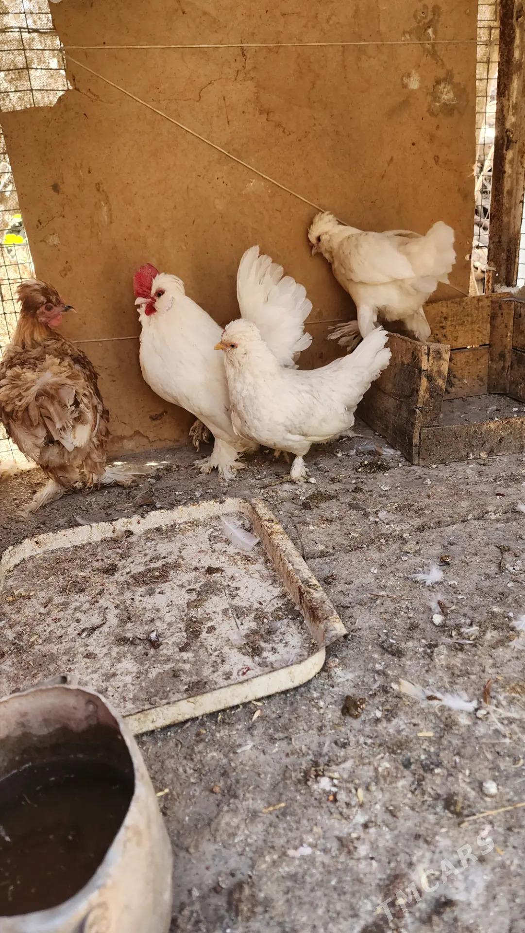 Karlikler - Саят - img 7