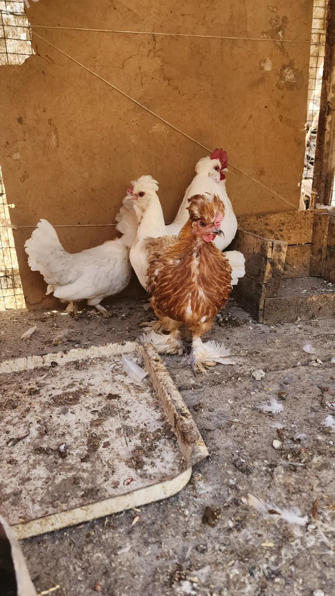 Karlikler - Саят - img 5