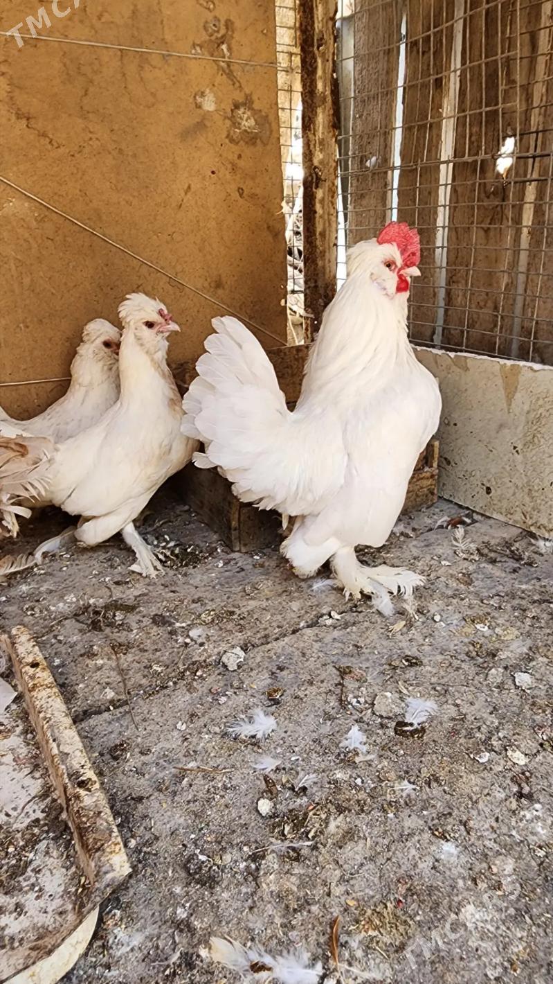 Karlikler - Саят - img 3