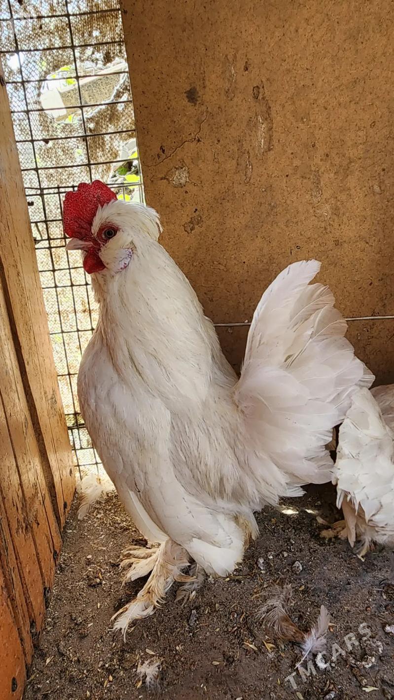 Karlikler - Саят - img 10