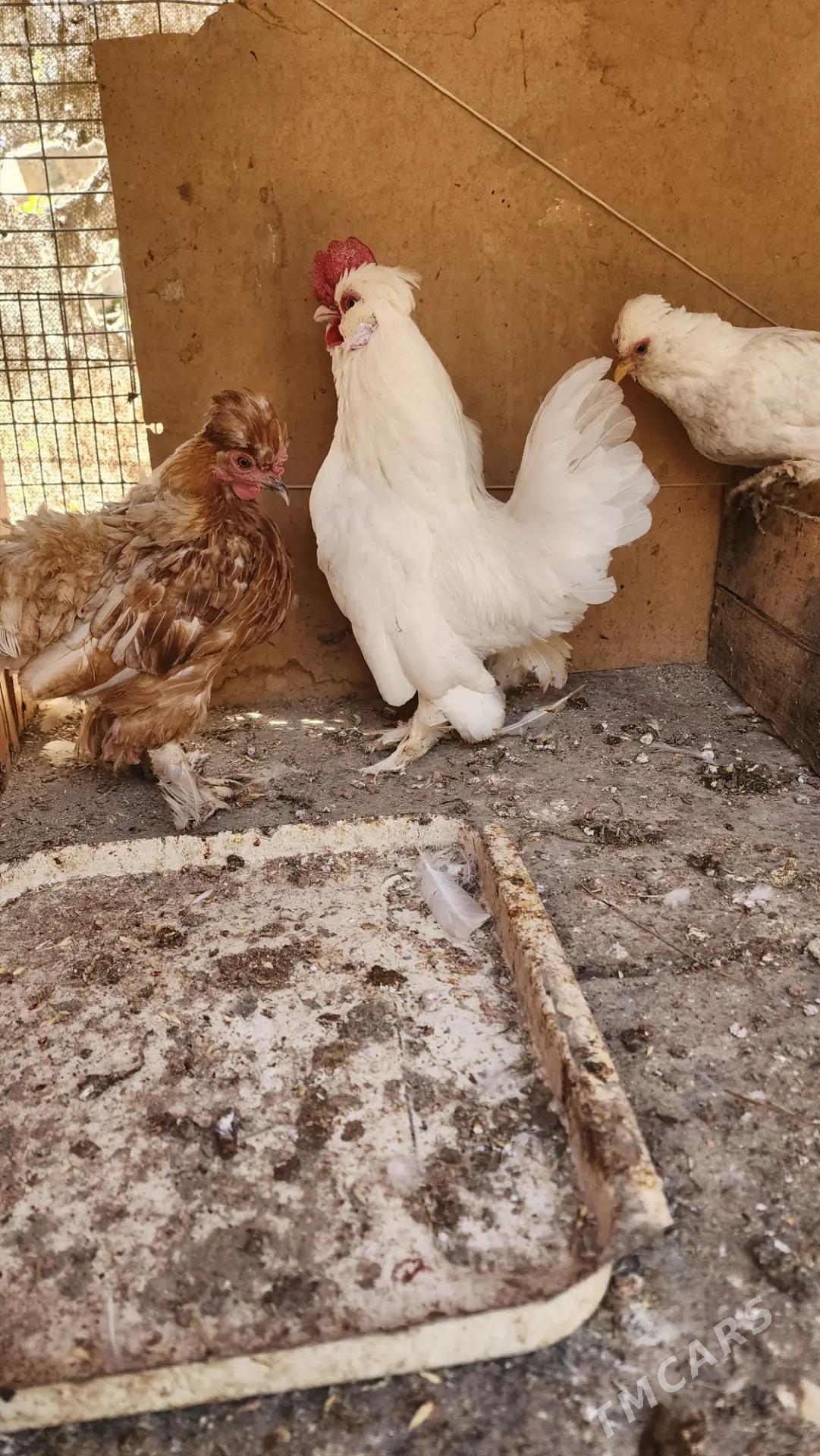 Karlikler - Саят - img 8