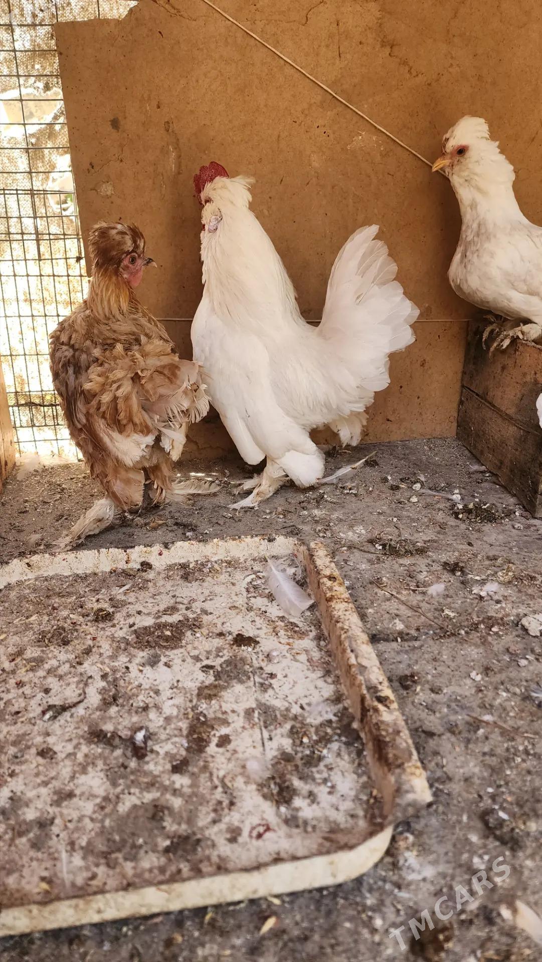 Karlikler - Саят - img 2