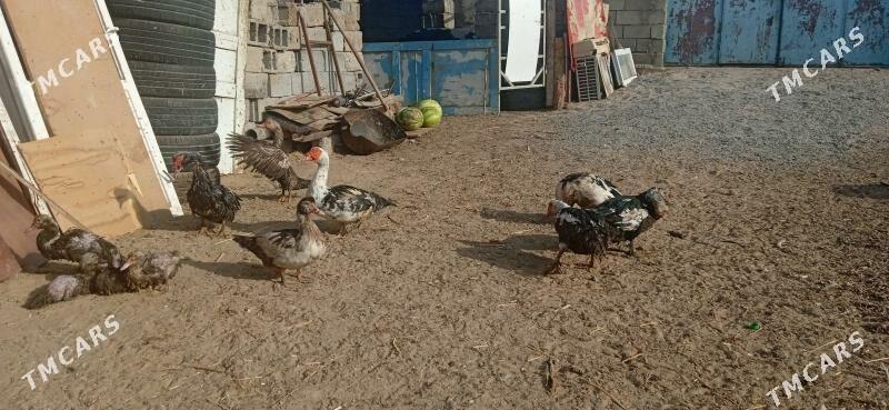 индаутга - Бузмеин - img 2