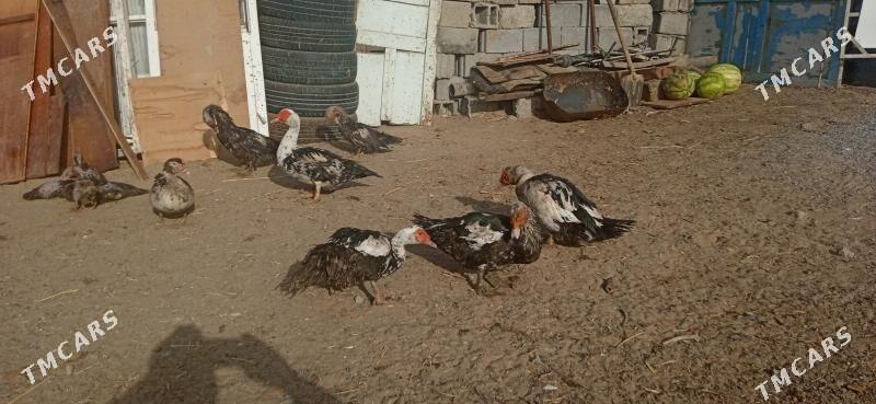 индаутга - Бузмеин - img 1