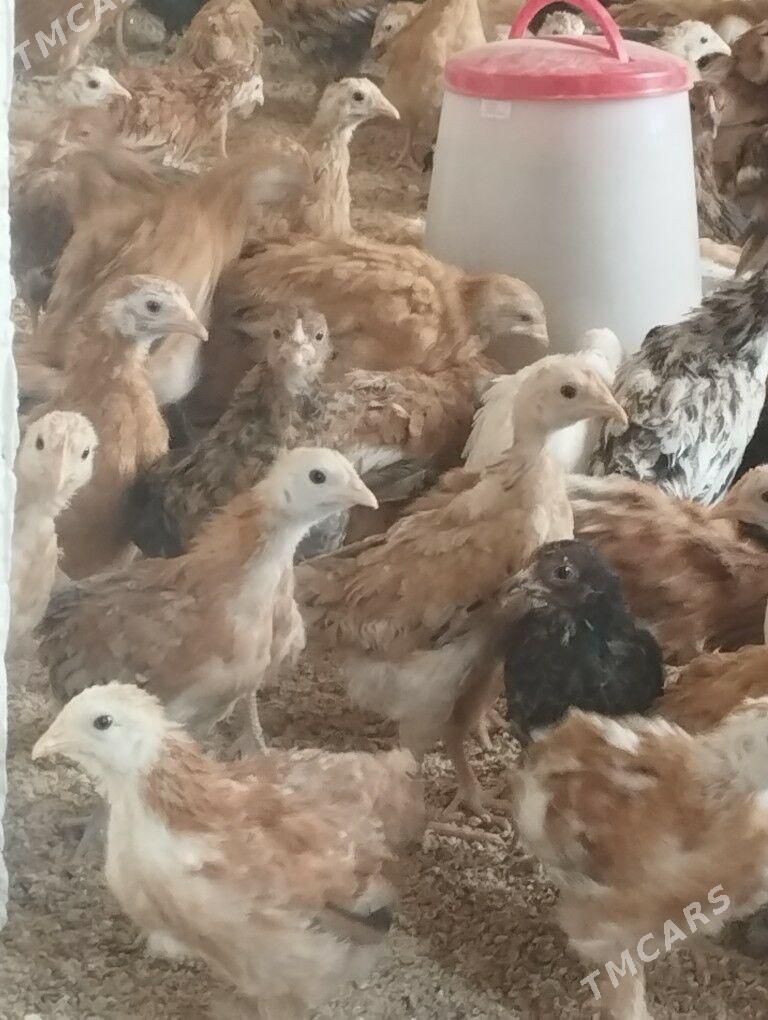 elin juyjeler - Gökdepe - img 1