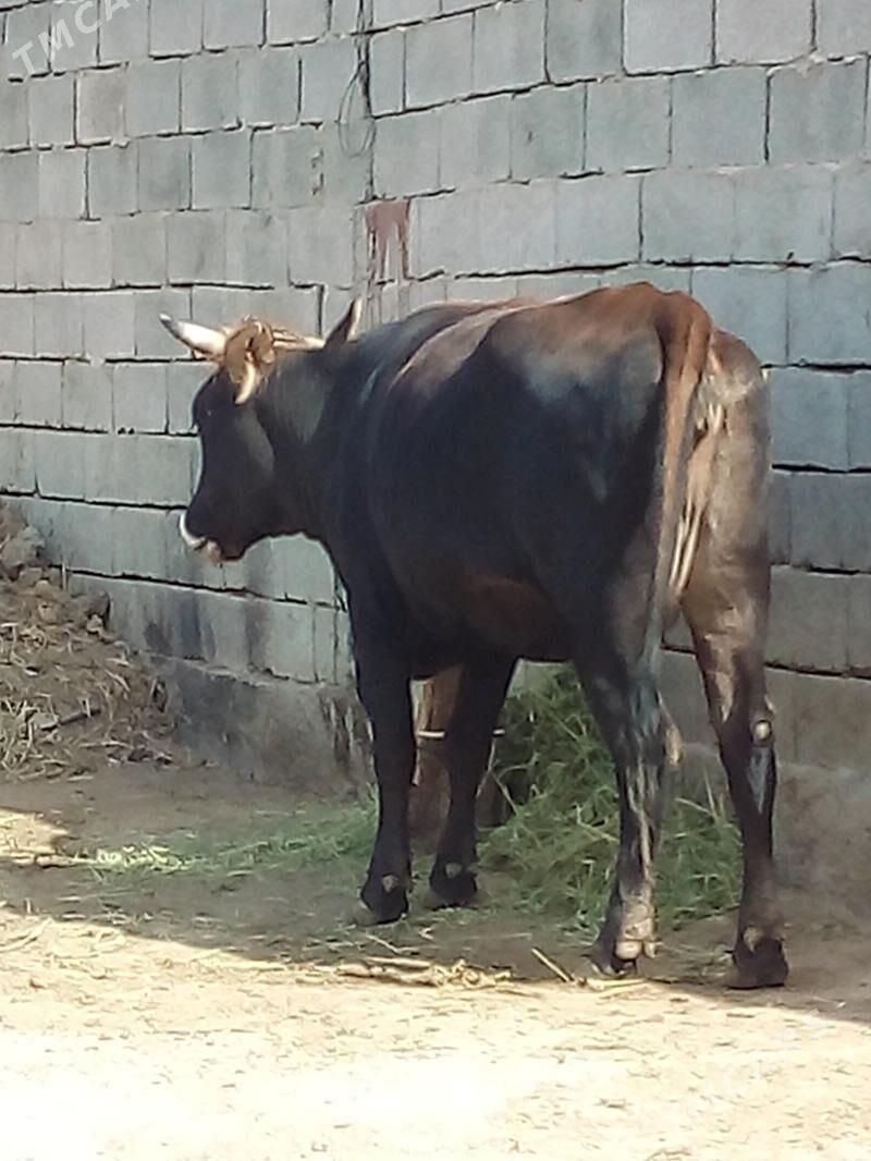 bakylan tüwe - Büzmeýin - img 3