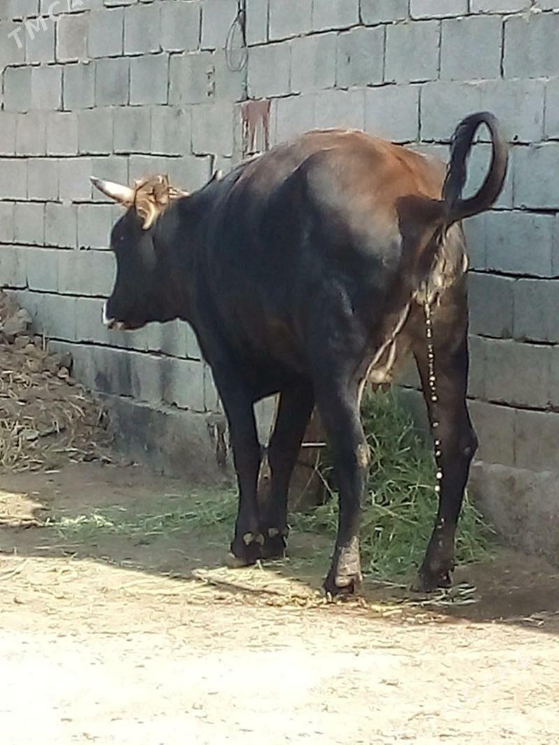 bakylan tüwe - Büzmeýin - img 1